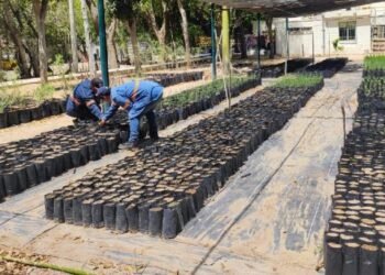 IME donará 500 plantas en Feria del Árbol en vivero municipal