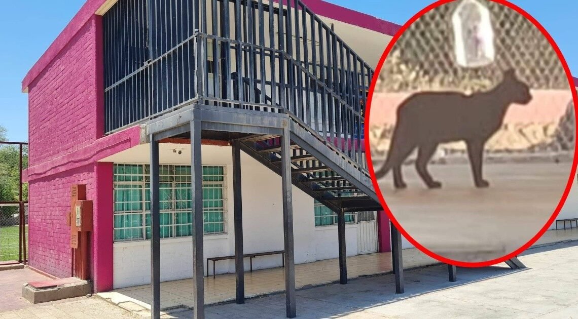 Descartan presencia de felino salvaje en escuela primaria de Hermosillo; se trató de un “gato doméstico”