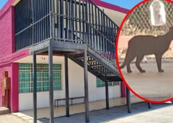 Descartan presencia de felino salvaje en escuela primaria de Hermosillo; se trató de un “gato doméstico”
