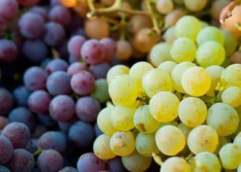 Esperan buena cosecha de uva en el valle de Guaymas