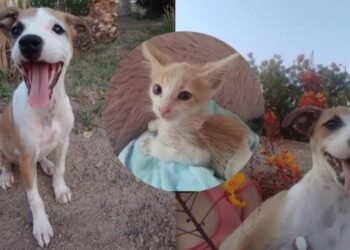 Agrupación Villa Bonita Zoolidaria ayuda al rescate de animalitos sin hogar