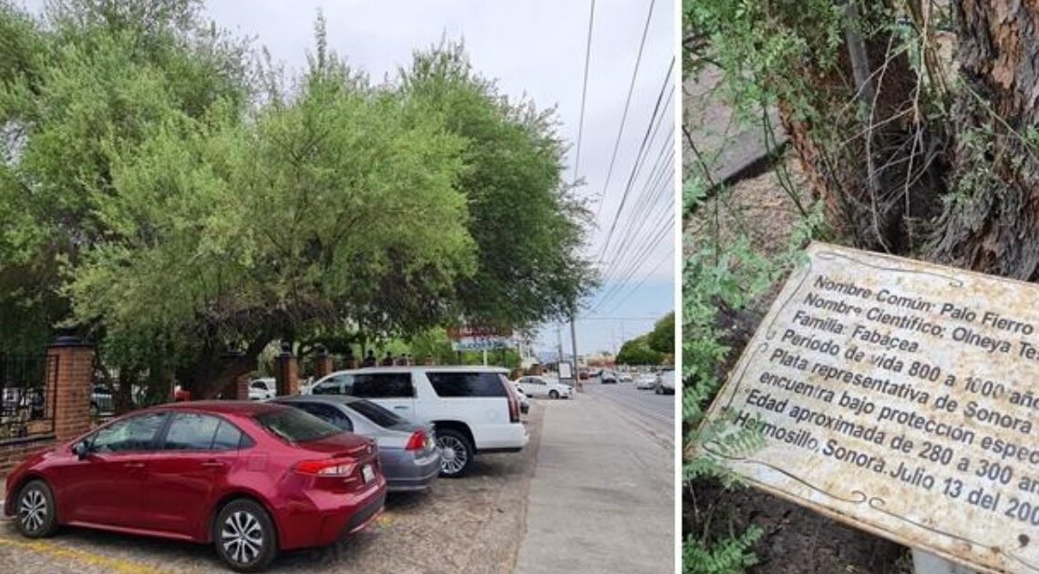 Árbol más viejo de Hermosillo tiene 300 años