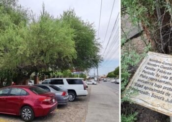 Árbol más viejo de Hermosillo tiene 300 años