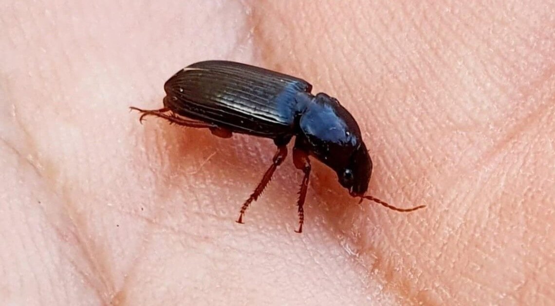 Los ‘animalitos negros’ de los que hermosillenses se preguntan en redes Los ‘animalitos negros’ de los que hermosillenses se preguntan en redes