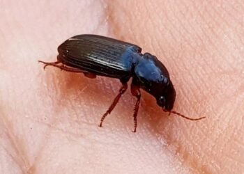 Los ‘animalitos negros’ de los que hermosillenses se preguntan en redes