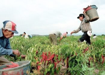 Registran exportaciones en Sonora alza de 10.16%