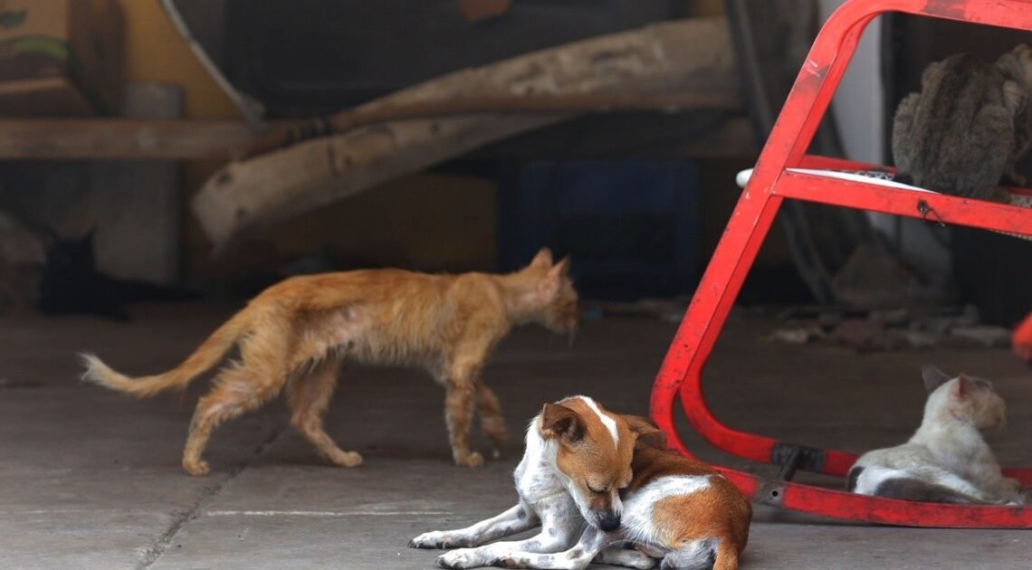 Hermosillo tiene 150 mil perros y gatos en la calle ¡sin esterilizar!