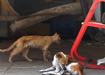 Hermosillo tiene 150 mil perros y gatos en la calle ¡sin esterilizar!