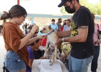 Hermosillo: Mañana habrá campaña de salud animal en la colonia Palo Verde
