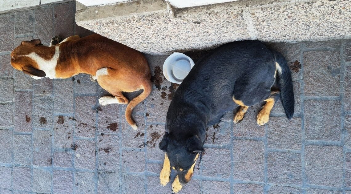 Hermosillo: Aumentan casos de golpe de calor en mascotas ¿Conoces los síntomas?