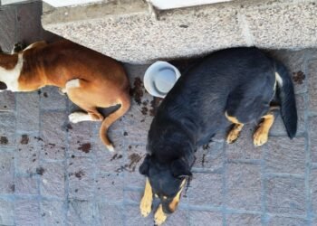 Hermosillo: Aumentan casos de golpe de calor en mascotas ¿Conoces los síntomas?