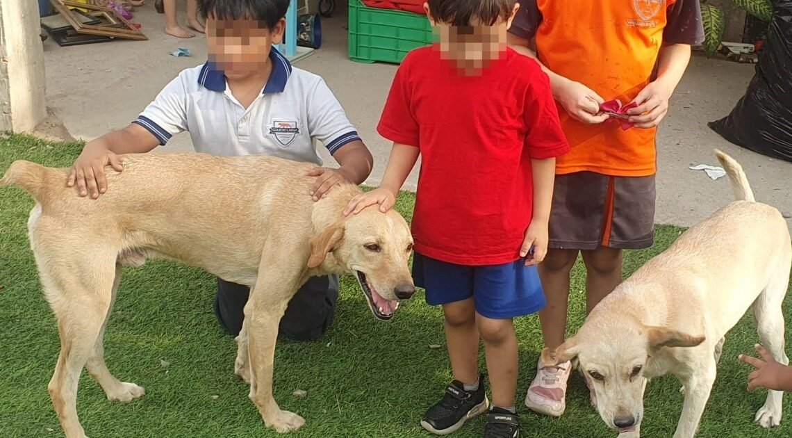 Hermosillo: Perros Bicu y Yani, los mejores amigos de niños con discapacidad