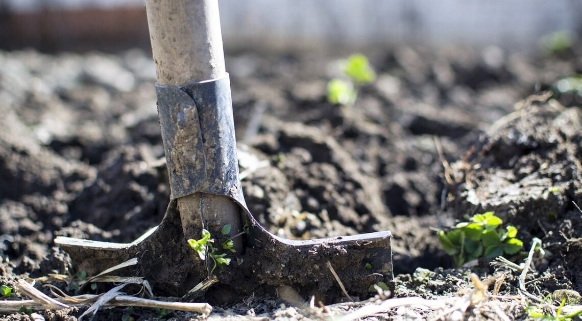 Aproveche agosto para cultivar su huerto Aproveche agosto para cultivar su huerto