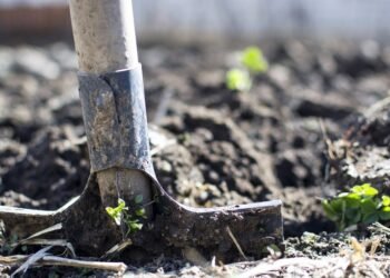 Aproveche agosto para cultivar su huerto