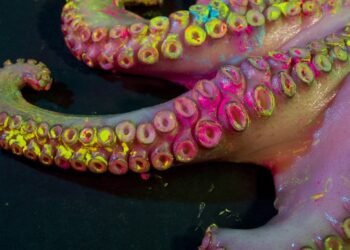 Investiga hermosillense efecto de tinta de pulpo contra el cáncer