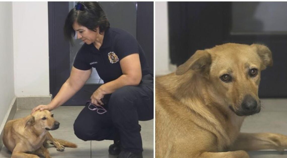 Día Mundial del Perro: “Pancha” tiene lealtad a prueba de fuego