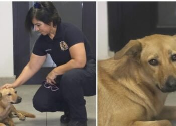 Día Mundial del Perro: “Pancha” tiene lealtad a prueba de fuego