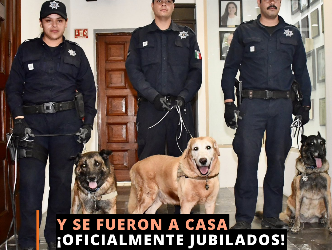 Perritos jubilados de van a casa Perritos jubilados de van a casa