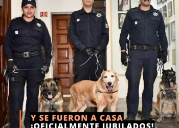 Perritos jubilados de van a casa