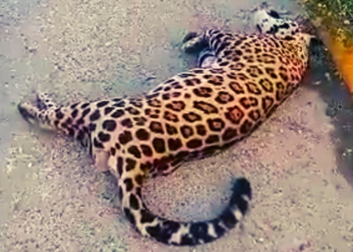 Tragedia en Quintana Roo: Atropellan a jaguar en carretera y pobladores intentan llevarse su cuerpo