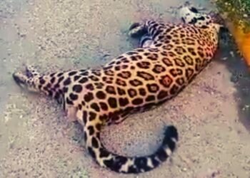 Tragedia en Quintana Roo: Atropellan a jaguar en carretera y pobladores intentan llevarse su cuerpo