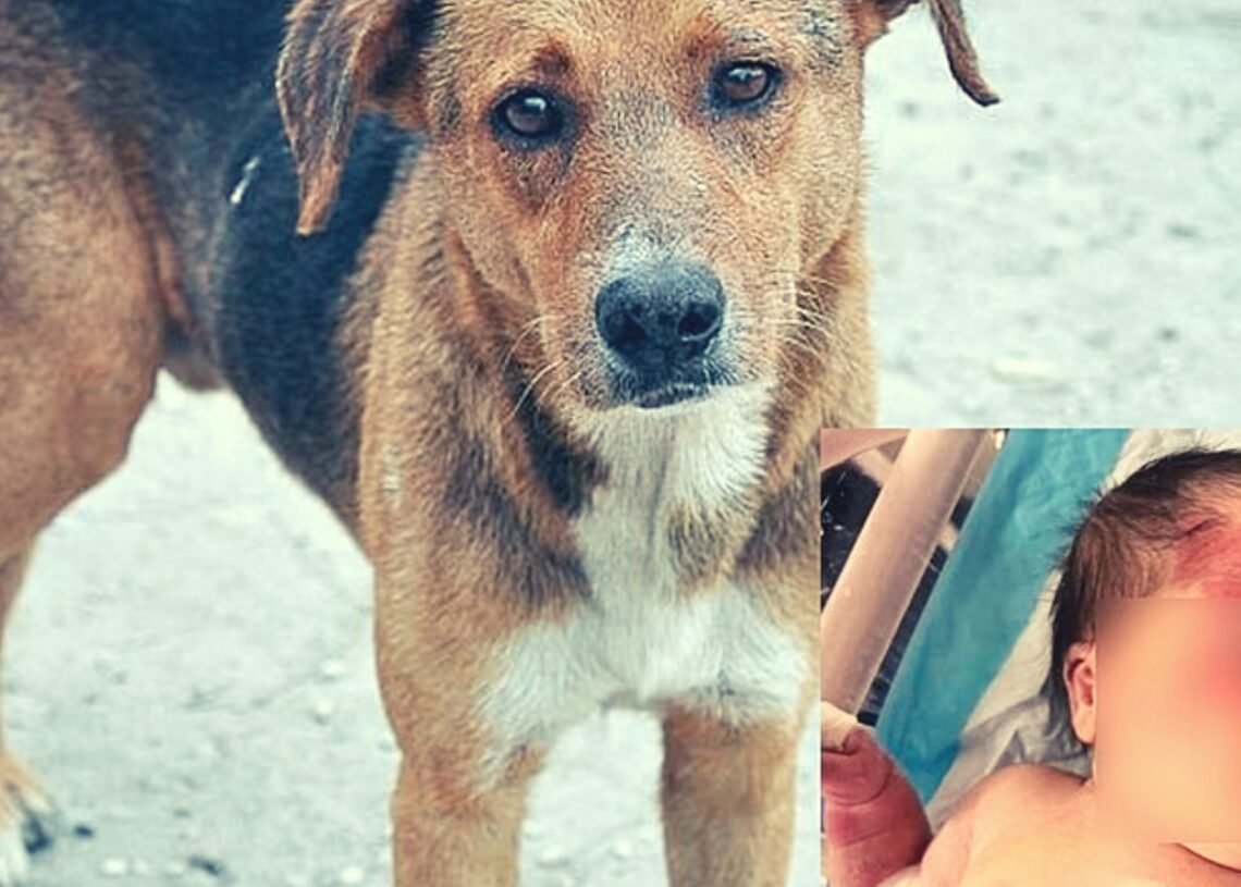 Perrito héroe salva milagrosamente a bebé abandonada entre la basura. Perrito héroe salva milagrosamente a bebé abandonada entre la basura.