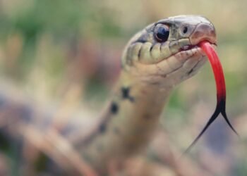 Descubrimiento Electrizante: Nuevas Especies de Cables Clasificadas en Hermosillo