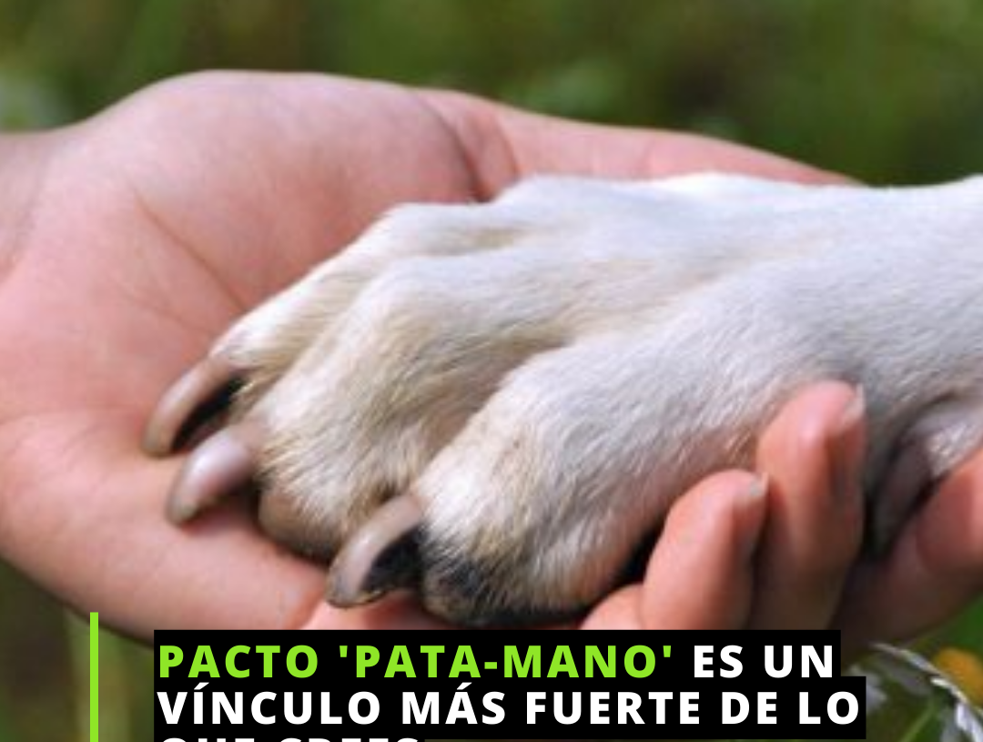 Siempre creemos que adoptamos