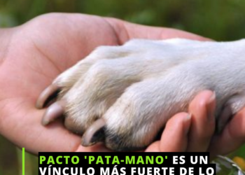 Siempre creemos que adoptamos