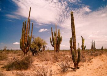 ¡Ola de Calor Extrema en Sonora! Temperaturas de hasta 45°C