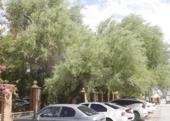Buscan sembrar 10 mil árboles en Hermosillo antes de que acabe el año