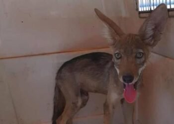 Liberan a cría de coyote que fue rescatada en Puerto Real