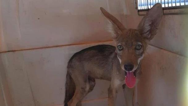 Liberan a cría de coyote que fue rescatada en Puerto Real Liberan a cría de coyote que fue rescatada en Puerto Real