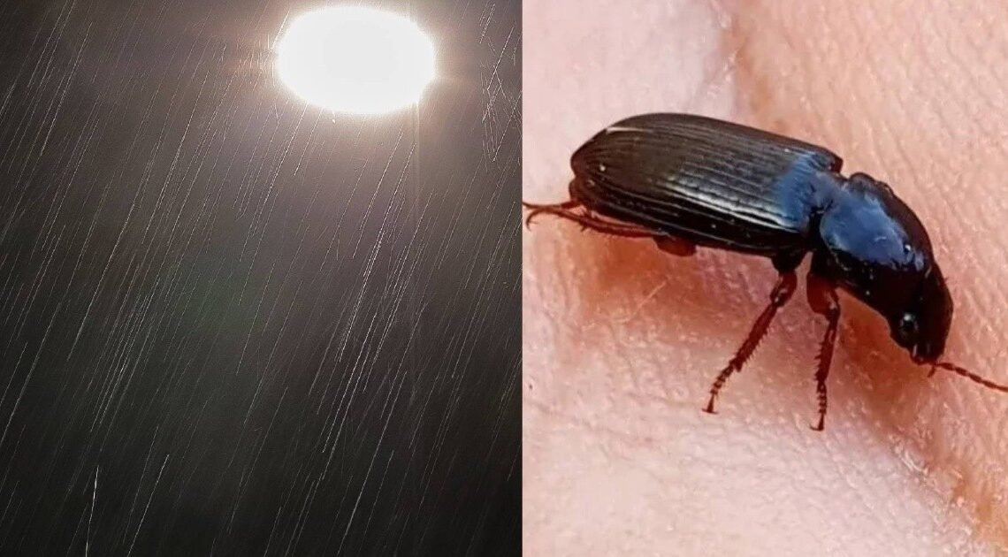 Plaga de escarabajos negros llega con la lluvia