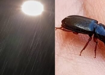 Plaga de escarabajos negros llega con la lluvia