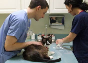 Este año iniciará la construcción del Hospital Veterinario Gratuito