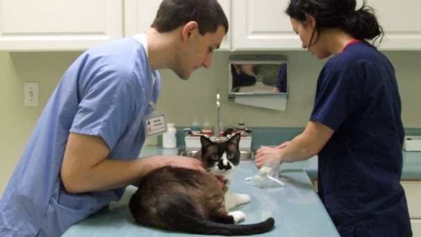 Este año iniciará la construcción del Hospital Veterinario Gratuito Este año iniciará la construcción del Hospital Veterinario Gratuito