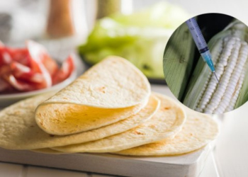 Producción de tortillas en México ya no podrá ser con maíz transgénico
