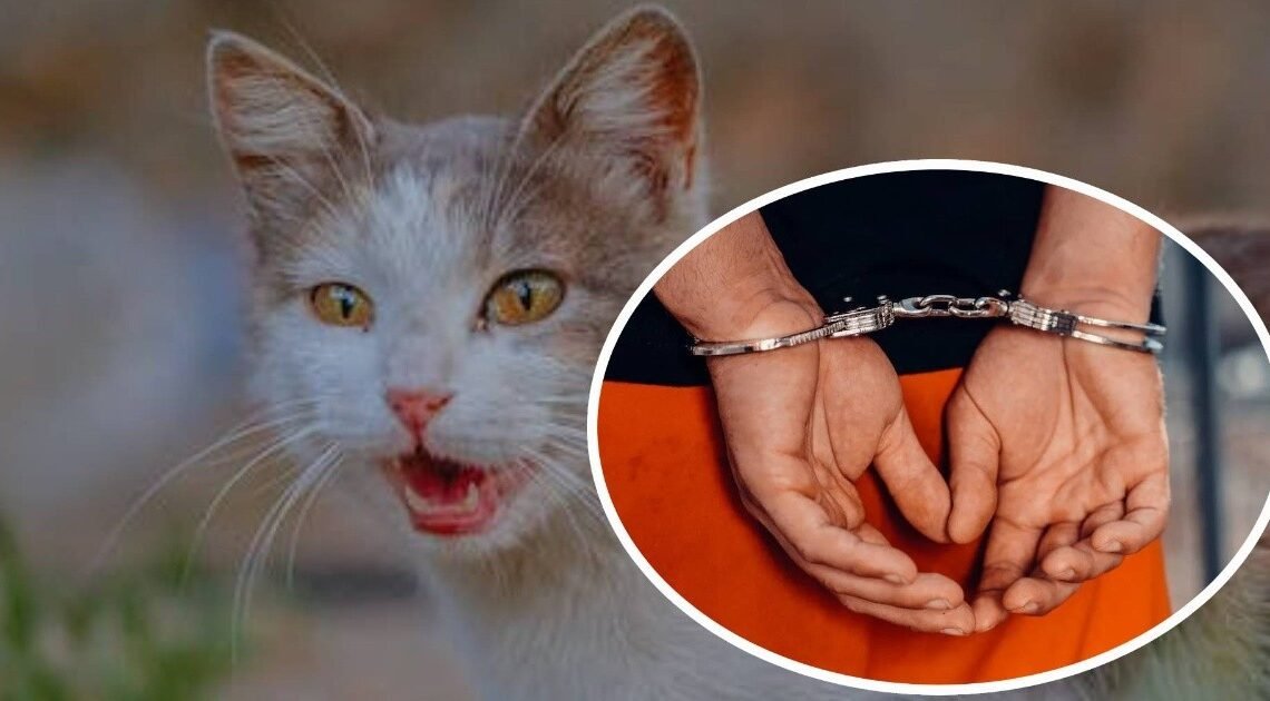 Lo lanzó contra la pared: Arrestan a hombre por maltratar a un gato en Hermosillo Lo lanzó contra la pared: Arrestan a hombre por maltratar a un gato en Hermosillo