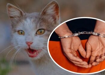 Lo lanzó contra la pared: Arrestan a hombre por maltratar a un gato en Hermosillo