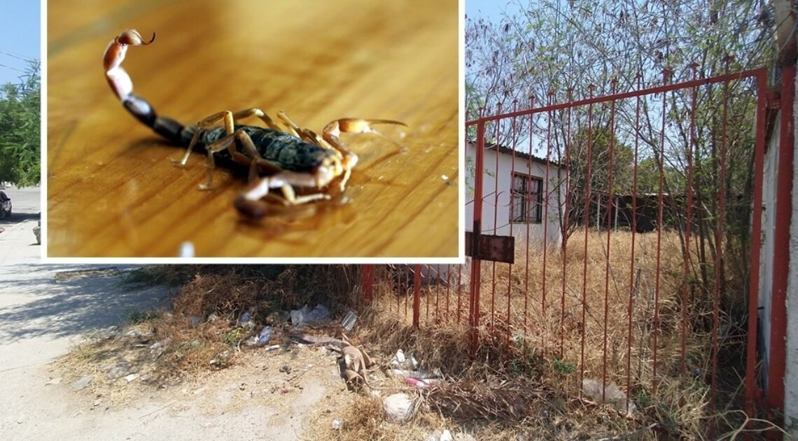 Hermosillo: Vecinos de la colonia San Luis batallan por plaga de alacranes Hermosillo: Vecinos de la colonia San Luis batallan por plaga de alacranes
