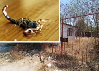 Hermosillo: Vecinos de la colonia San Luis batallan por plaga de alacranes