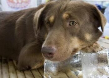 Reiteran llamado a cuidar mascotas ante altas temperaturas