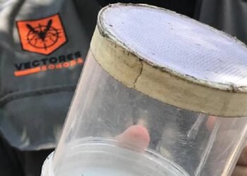 Vectores identifican 800 huevecillos de Aedes Aegypti en Hermosillo
