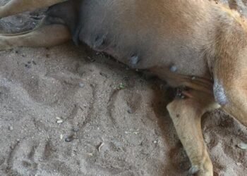 Preocupa riesgo de rikettsiosis en Punta Chueca