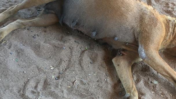 Preocupa riesgo de rikettsiosis en Punta Chueca Preocupa riesgo de rikettsiosis en Punta Chueca
