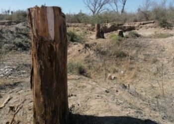 IME aplica sanciones de hasta 300 mil pesos por tala de árboles