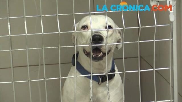 Algunas mascotas pueden tener garrapatas por las que contraen rickettsia. Algunas mascotas pueden tener garrapatas por las que contraen rickettsia.