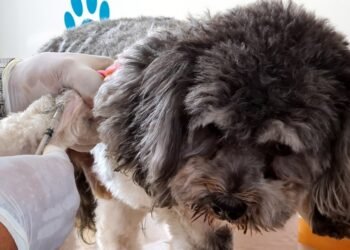 Hermosillo: Realizarán mañana jornada de bienestar animal en Altares