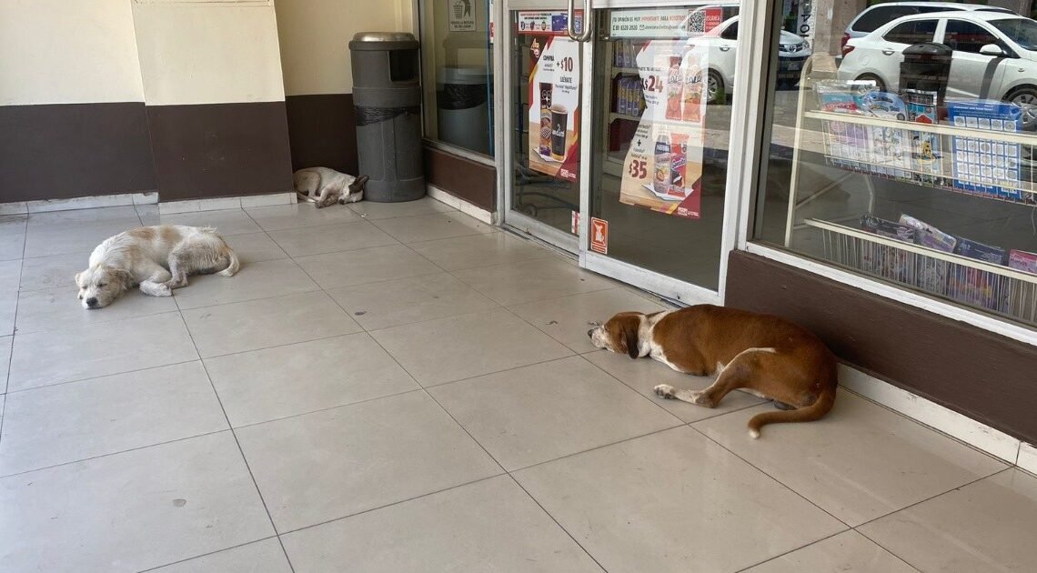 Hermosillo: Los “Hachiko” de la Serdán, desde hace tres años esperan a su dueño